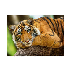 Trefl 500 Pcs Puzzle Tiger Portrait | 37397