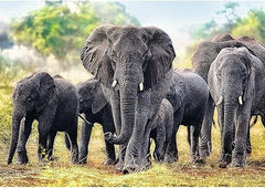 Trefl African Elephants Puzzle - 1000 Pieces | 10442